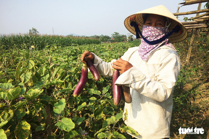 Người dân xã Xuân Hòa, huyện Nam Đàn (Nghệ An) thất thu vì giá cà tím rớt thảm - Ảnh: DOÃN HÒA