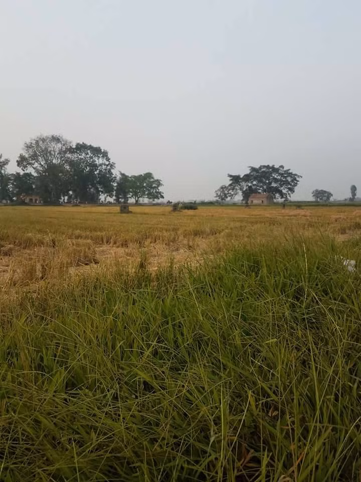 Bắc thơm số 7 là giống lúa trồng ra gạo Bồ Nâu. Ảnh: FB Nguyễn Sáng.