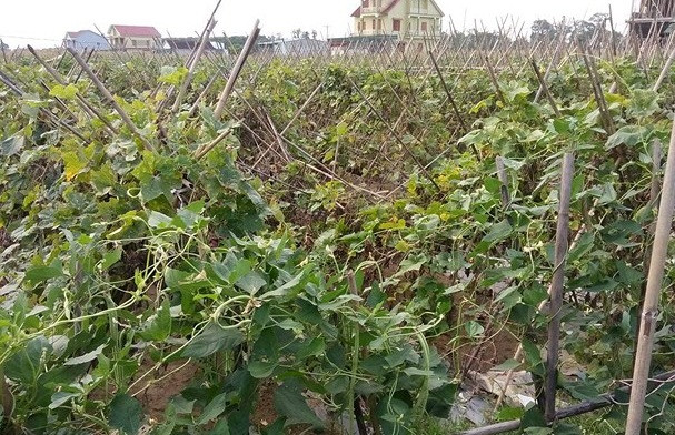 Nhiều giàn bí sập xuống chưa được thu hoạch. Ảnh: Baonghean.