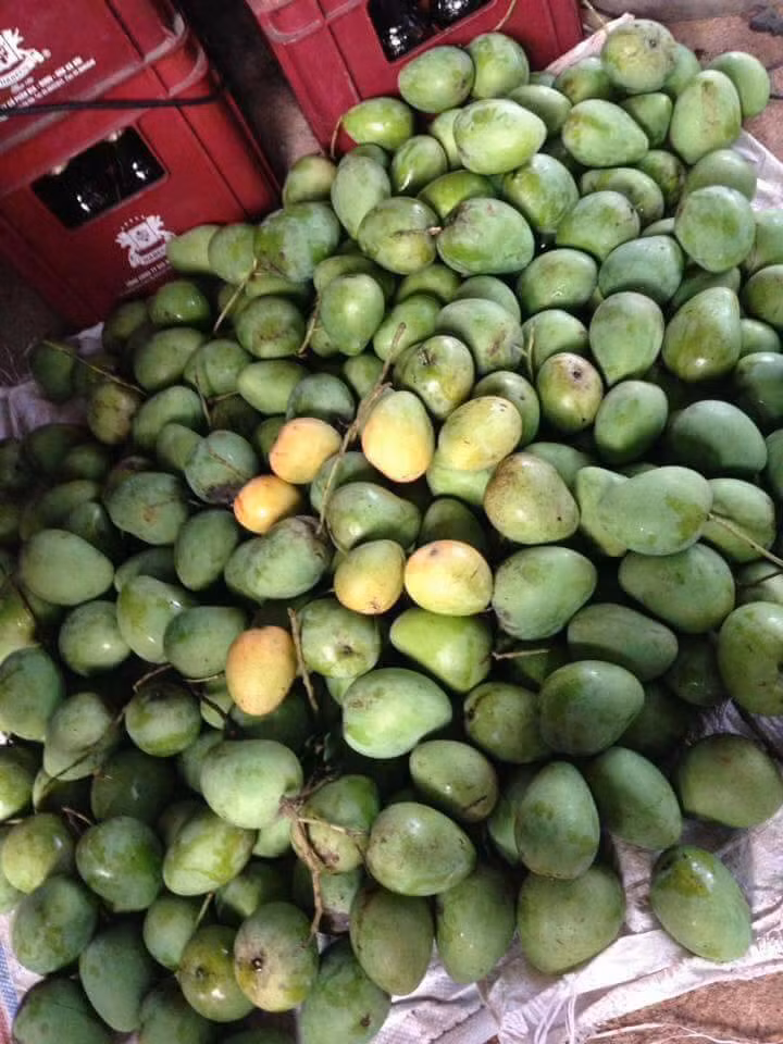  Xoài Yên Châu và xoài hạt lép đều có vị ngọt và rất thơm. Giá các loại xoài dao động từ 20.000 -35.000 đồng/kg. Ảnh: FB Hoàng Linh.