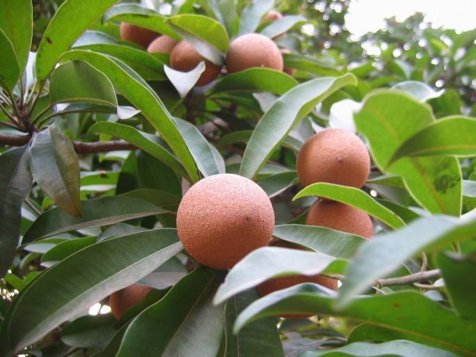 Thậm chí có những quả còn nặng hơn 2kg. Ảnh: San Pedro Scoop.