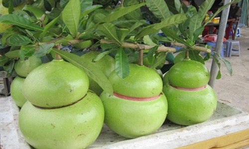 Đào tiên là loại quả dễ trồng, giống khỏe, phát triển nhanh và không cần đầu tư phân thuốc. Ảnh: Baodansinh.