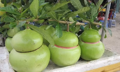 Đào tiên là loại quả dễ trồng, giống khỏe, phát triển nhanh và không cần đầu tư phân thuốc. Ảnh: Baodansinh.