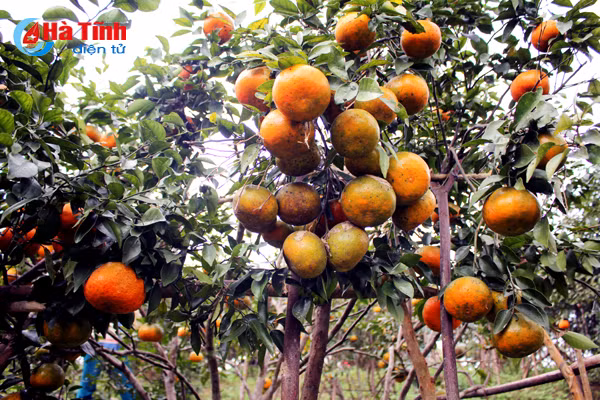 Người dân trong xã trồng cam theo trang trại, mỗi hộ có hàng nghìn gốc, trong đó vườn anh Hùng là một trong những vườn cam đẹp nhất vùng”.