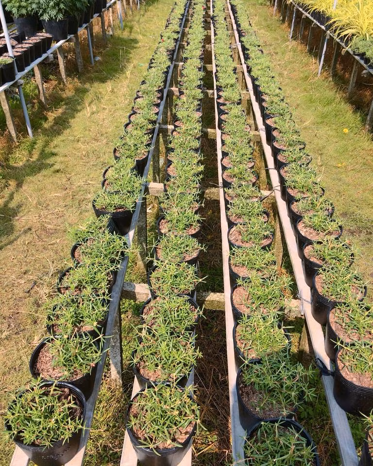 Ông Nguyễn Quang Trãi (phường Tân Quy Đông, TP Sa Đéc) dành gần 700m2 để trồng hoa mười giờ trong khu vườn khoảng 2.000m2. Ảnh minh họa: FB Hồng Huế.