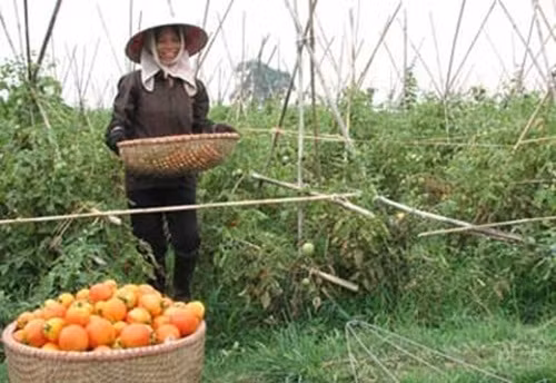 Khi chín, cà chua có màu đỏ, sáng đẹp, cứng, nhiều bột, ăn ngon và ngọt hơn cà chua thông thường. Ảnh: Baoxaydung.