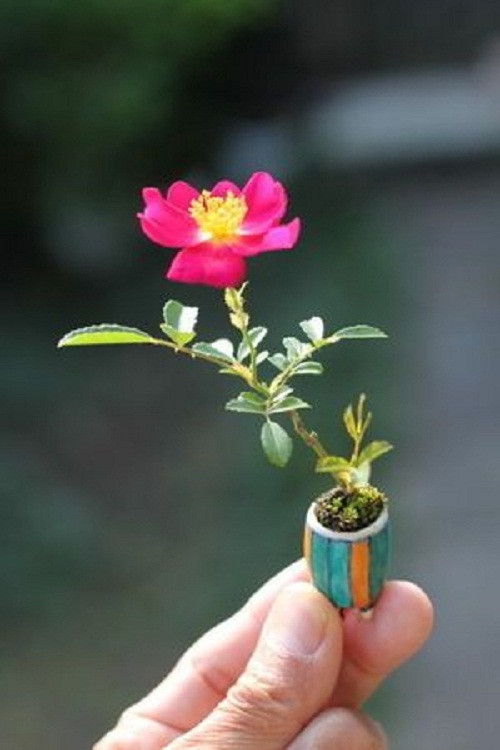 Bonsai hoa hồng siêu dễ thương.