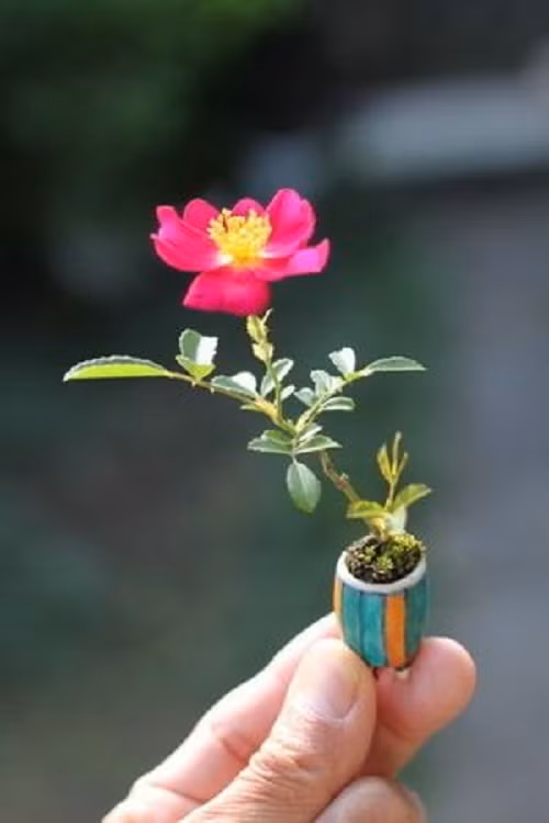 Bonsai hoa hồng siêu dễ thương.