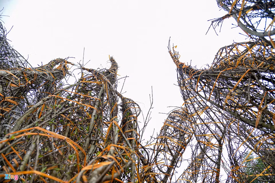 “Giá năm nay không cao hơn nhiều so với năm ngoái nhưng người mua sớm lại tăng hơn. Một phần có thể do khách nghe thông tin đào rừng năm nay khan hiếm”, anh Hiếu chia sẻ.