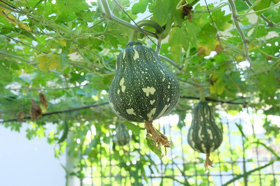 Bí đỏ thường được trồng vào đầu hè chủ yếu để ăn hoa, ngọn và quả xanh. Quả bí đỏ già được thu hoạch sau cùng. Ảnh: ĐSPL.