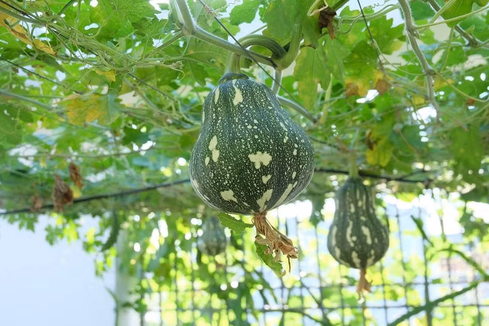 Bí đỏ thường được trồng vào đầu hè chủ yếu để ăn hoa, ngọn và quả xanh. Quả bí đỏ già được thu hoạch sau cùng. Ảnh: ĐSPL.