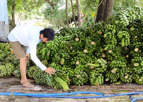Tuy nhiên, câu chuyện thương lái Trung Quốc ồ ạt thu mua nông sản giá cao, sau lại đột ngột ngừng mua khiến rau quả Việt Nam rớt giá thảm hại, nông dân lỗ nặng không phải là chuyện hiếm. Ảnh: Baohaugiang.