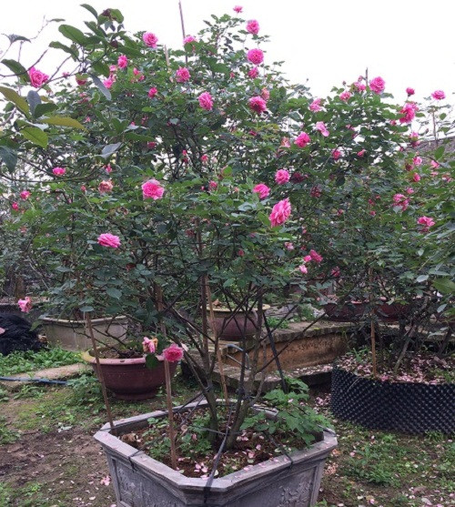 Tuy nhiên, đất trồng cần tơi xốp, thoát nước tốt. Ảnh: Hoahongcosapa.