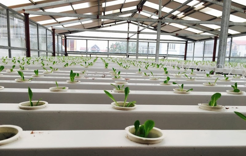 Đây là vườn rau sạch trên mái nhà tại Thị trấn Hương Canh – Vĩnh Phúc với diện tích khoảng 150m2. Ảnh: Lisado.