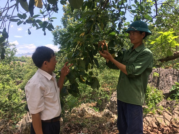 Anh Tuấn cho biết cây bơ dễ chăm sóc, đại lý đến mua tận vườn nên không lo ế hàng. Ảnh: Dân Việt.