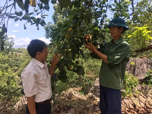 Anh Tuấn cho biết cây bơ dễ chăm sóc, đại lý đến mua tận vườn nên không lo ế hàng. Ảnh: Dân Việt.