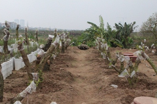 Sau khi trồng, tiến hành cắt cành đào lần thứ nhất. Cắt thật đau để cành mới phát sinh nhiều, năm tới sẽ cho nhiều hoa. Ảnh: NDH.