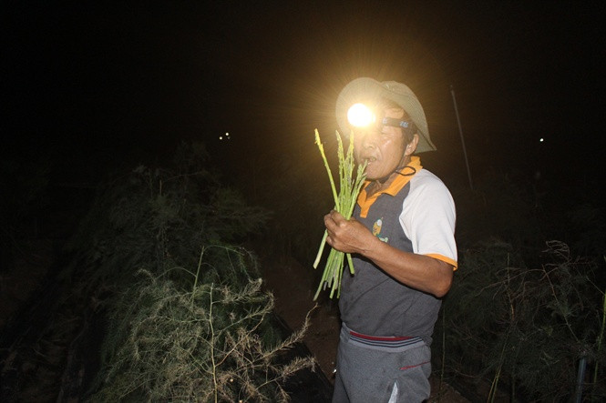 Sau 3 năm trồng măng tây, gia đình ông Trần Mạnh Chử (xã Đức Chính, huyện Cẩm Giàng, tỉnh Hải Dương) đã trả hết nợ và có lãi hơn 300 triệu đồng. Ảnh: Nongnghiep.
