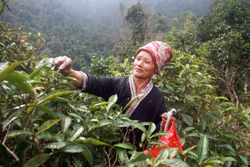 Chè tím Thái Nguyên có thể trồng ở đồi cao hay khu vực đất bằng phẳng. Ảnh: Vietnamnet.