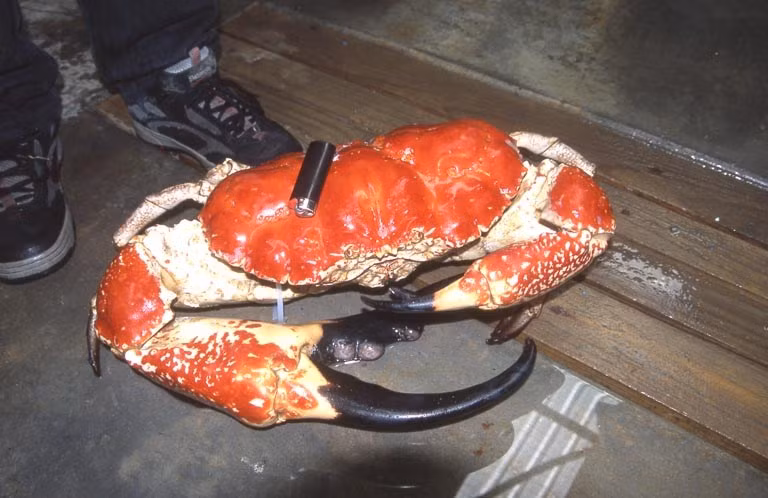 Ở Australia và một số quốc gia châu Á, giá cua Tasmania trung bình khoảng 100 AUD/1kg (khoảng 1,8 triệu đồng). Ảnh: WP.