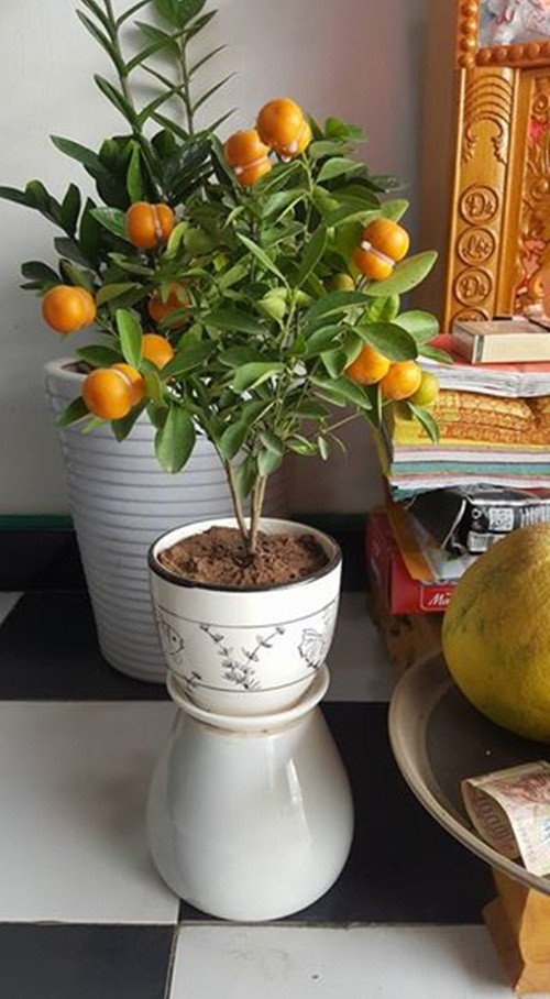 Quất hồ lô nhỏ xinh thích hợp để bàn trà, bàn thần tài. Ảnh: FB Kiencua Chan.