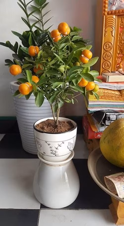 Quất hồ lô nhỏ xinh thích hợp để bàn trà, bàn thần tài. Ảnh: FB Kiencua Chan.