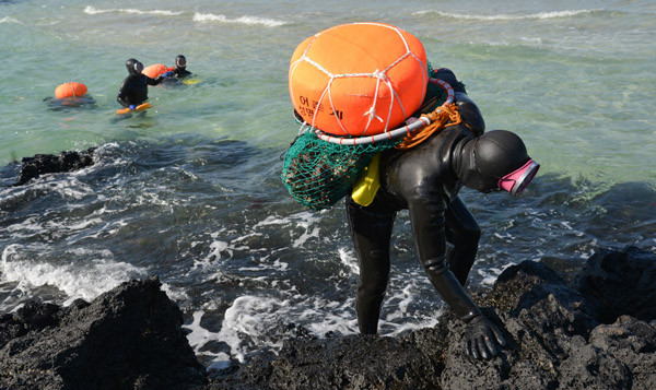 Bào ngư Hàn Quốc được đánh bắt từ đảo Jeju, nơi có nguồn nước trong xanh. Ảnh: Tomhumdo.