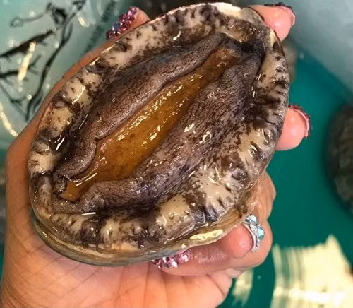 Theo người bán, bào ngư Hàn Quốc nhập khẩu với quy cách sống và tươi bảo quản lạnh. Ảnh: Haisandogia.