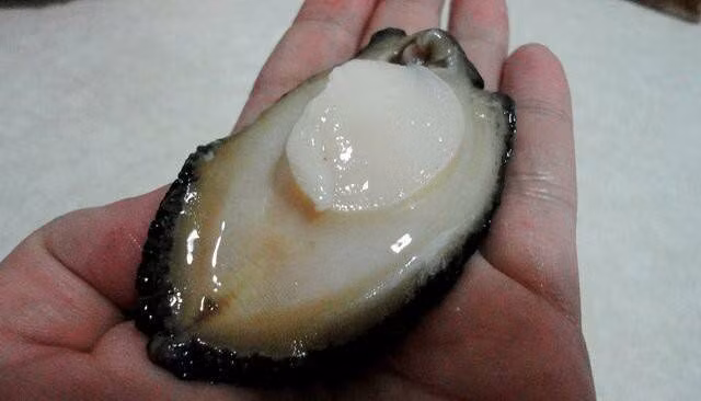 Bào ngư Hàn Quốc có thể sống khoảng một tuần trong điều kiện hồ trữ đủ tiêu chuẩn và không hề giảm chất lượng. Ảnh: Tomhumdo.