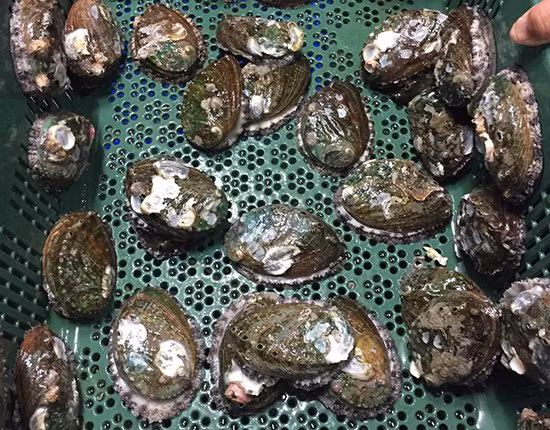 Muc so thi bao ngu Han Quoc hon trieu dong/kg hut khach Viet