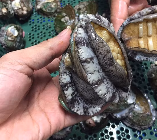 Bào ngư sống size 10-12 con/kg có giá đắt hơn từ 1,4 - 1,8 triệu đồng/kg. Ảnh: Newfreshfoods.