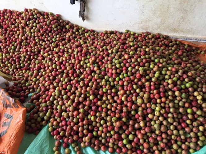 Hình ảnh mận được chất thành từng đống không còn xa lạ trong mỗi gia đình ở Mộc Châu. Ảnh: Tuổi trẻ.