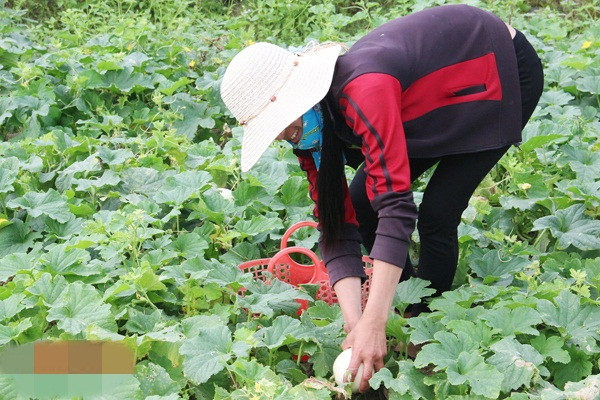 Niềm vui cũng đến với người trồng dưa lê tại Thịnh Lộc (Lộc Hà - Hà Tĩnh). Ảnh: Baohatinh.