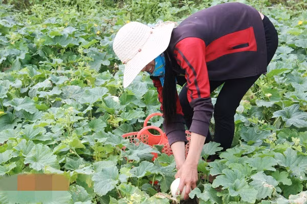 Niềm vui cũng đến với người trồng dưa lê tại Thịnh Lộc (Lộc Hà - Hà Tĩnh). Ảnh: Baohatinh.