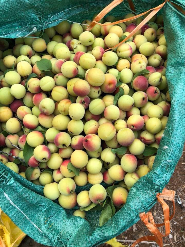 Mùa mơ ngắn, thường chỉ kéo dài khoảng 2 tháng. Ảnh: FB Heo Mập.