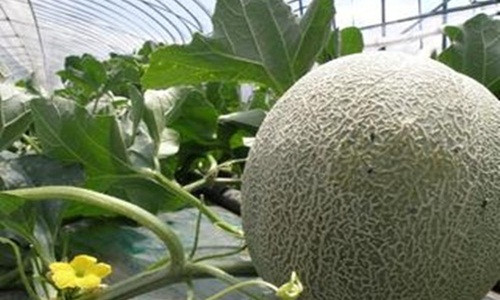 Yubari King có hương vị thơm ngon đặc biệt do được lai tạo giữa hai giống dưa đỏ thượng hạng. Ảnh: Yubari-resort.