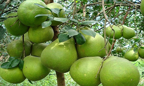 Hiện nay, nhiều vườn bưởi đã được thương lái đến tận nơi đặt mua cả vườn. Ảnh: Dân Việt.