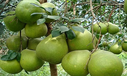 Hiện nay, nhiều vườn bưởi đã được thương lái đến tận nơi đặt mua cả vườn. Ảnh: Dân Việt.