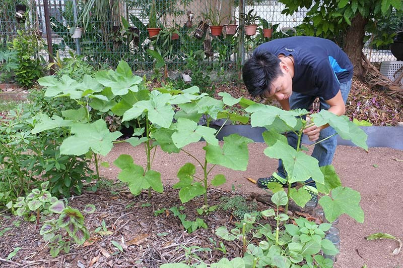 Chàng thanh niên dành nhiều thời gian để chăm sóc cho từng khóm cây trong vườn.