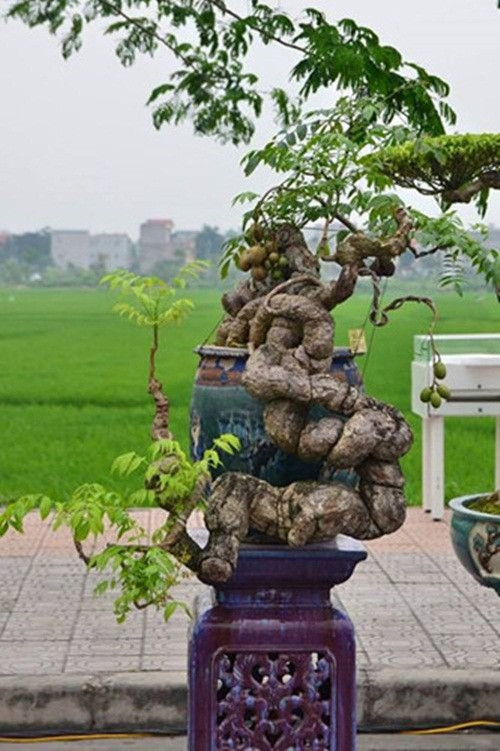 Chậu cóc bonsai nổi tiếng của ông Nguyễn Gia Thọ (Chủ tịch Hội SVC Hà Nội). Dù được trả giá lên đến tiền tỷ nhưng chủ nhân của nó vẫn không chịu bán. Ảnh: Facebook Hội Bonsai.