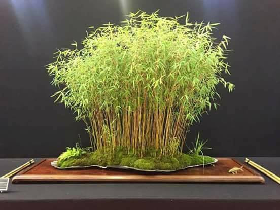 Trúc bonsai dáng rừng đẹp ấn tượng. Ảnh: Facebook.