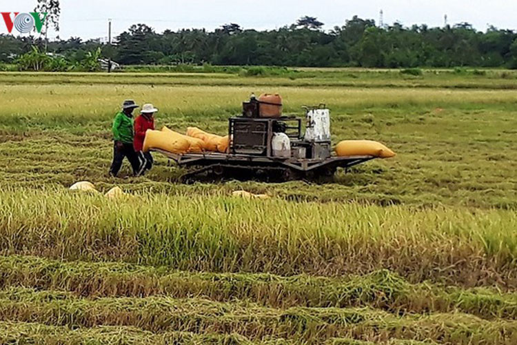 Tại Cà Mau, vụ mùa này bà con cũng có thể đạt gần 6 tấn/ha.