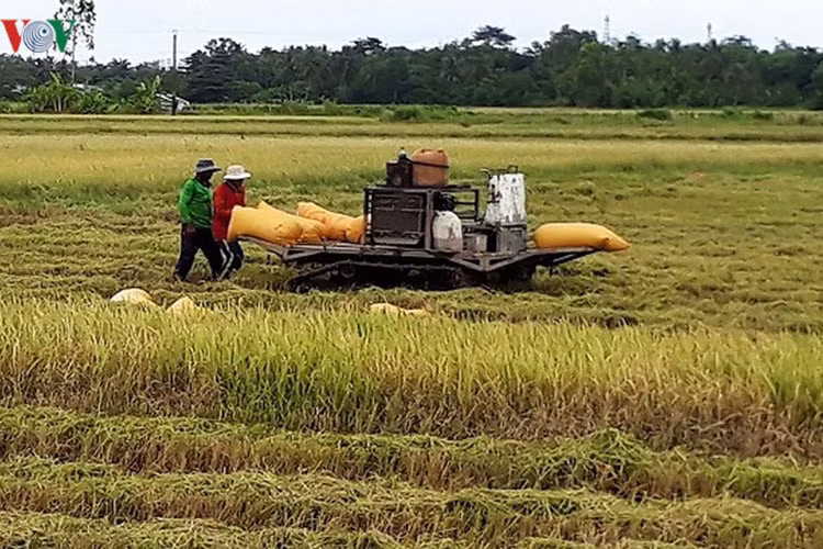 Tại Cà Mau, vụ mùa này bà con cũng có thể đạt gần 6 tấn/ha.