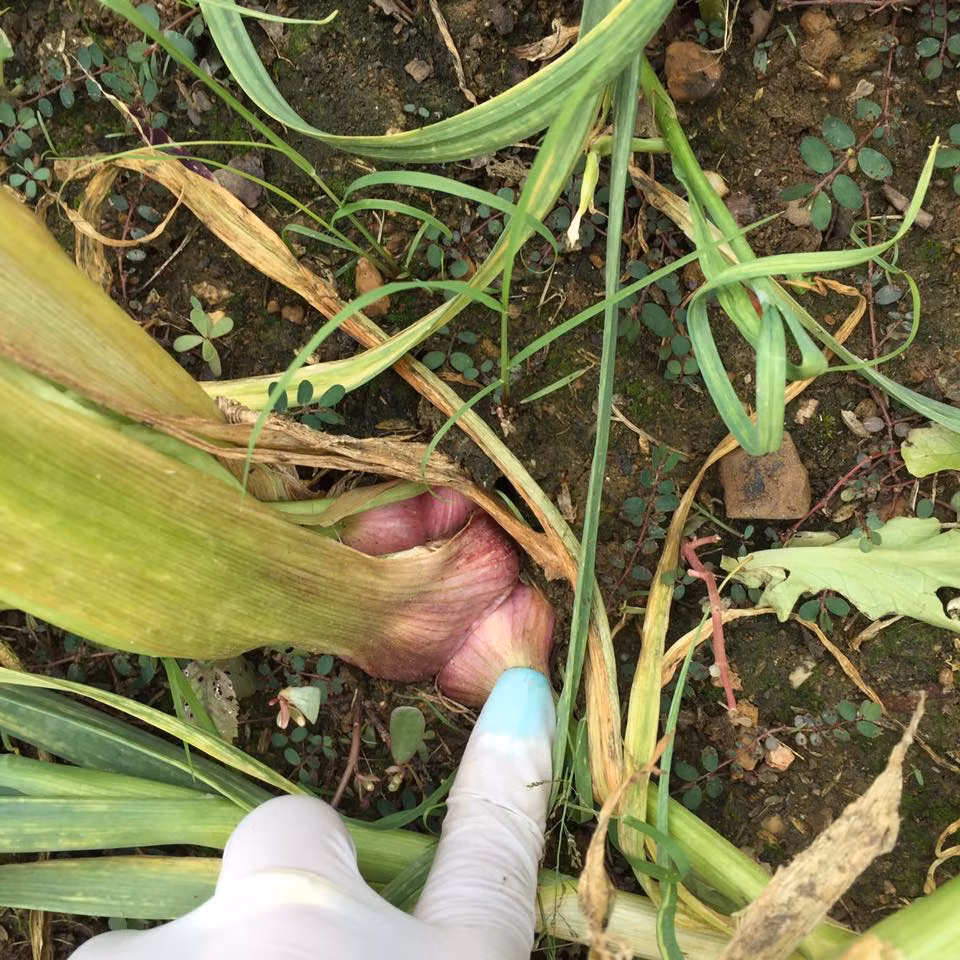 Nhờ đó, tỏi tía sạch, đảm đảo an toàn thực phẩm cho người tiêu dùng. Ảnh: Vatgia.