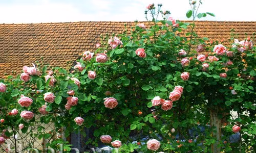 Hoa hồng ngoại xuất xứ ôn đới nhưng khi về Việt Nam được nhiệt đới hóa ổn định nên phát triển mạnh mẽ. Hoa hồng ngoại là giống cây ưa nắng, càng nhiều nắng mùa hè cây càng sai hoa. Ảnh: Hoala.