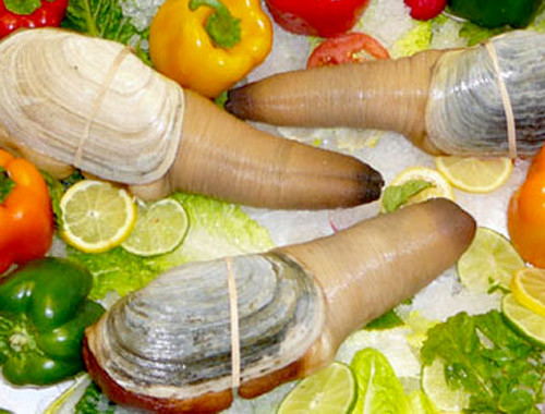 Tu hài Canada cũng là một trong số hải sản nhập khẩu được chị em săn mua dù giá bán dao động từ 2,5 - 10 triệu đồng/kg. Ảnh: Zing.