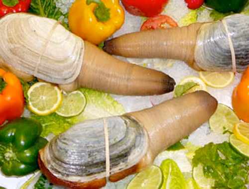 Tu hài Canada cũng là một trong số hải sản nhập khẩu được chị em săn mua dù giá bán dao động từ 2,5 - 10 triệu đồng/kg. Ảnh: Zing.