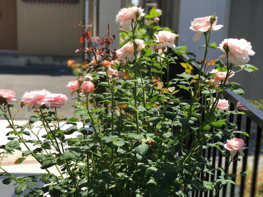 Ngoài sân, chị còn trồng hồng ở hàng rào trước nhà. Ảnh: ĐSPL.