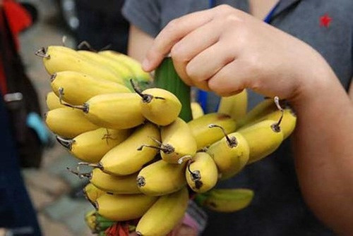 Tuy nhiên, không phải khi nào cũng có hàng. Có khách về tận làng trả giá lên tới cả triệu đồng/buồng mua làm quà biếu cũng không có chuối để mua. Ảnh: Khám phá.