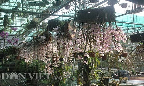 Với diện tích 1.000m2, khu vườn lan rừng của anh Nguyễn Thế Bắc có gần 3.000 giò lan các loại nhưng nhiều nhất vẫn là hoàng thảo vôi, nghinh xuân...